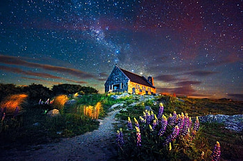starry sky, night, flowers, sky, stars HD wallpaper