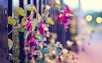 Plants, Flowers HD wallpaper