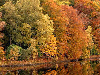 Autumn trees, autumn, season, forest, tree HD wallpaper
