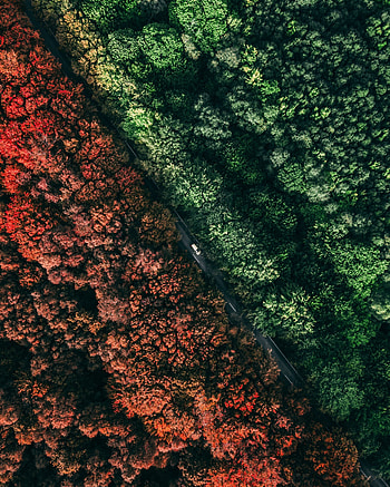 Fall, autumn, aerial view, forest, trees HD phone wallpaper