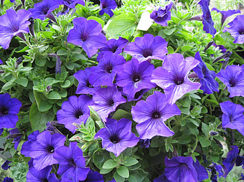 Flowers, Lilac, Beauty, Greens, Petunia HD wallpaper