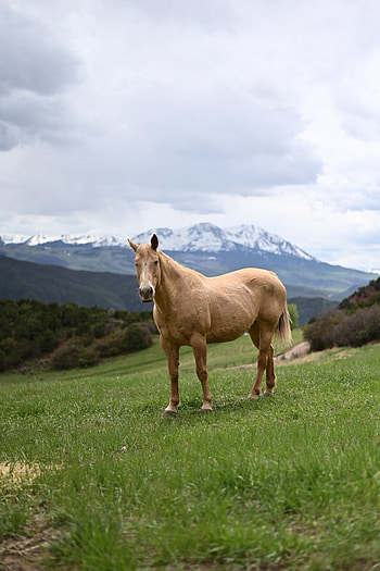 Caballo, nube HD phone wallpaper