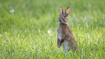 Rabbit Is Standing In Grass Field In Blur Green Background Rabbit HD wallpaper