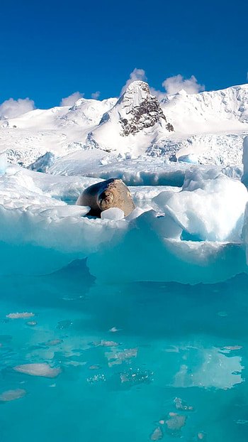 Seal in ice, for , Stunning visuals, Captivating HD phone wallpaper