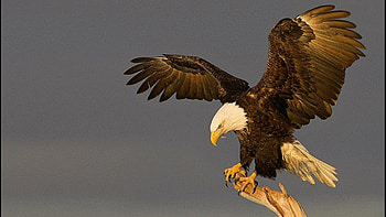Bald Eagle, Animal HD wallpaper