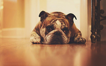 Dog, sweet, animal, dogs, cute, beautiful, puppys, puppy, pretty, animals, lovely HD wallpaper