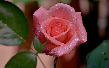Plants, Flowers, Roses, Drops HD wallpaper