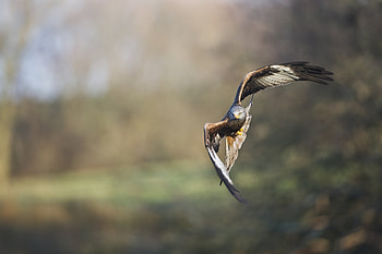 Animals, Bird, Blur, Smooth, Predator, Flight, Eagle HD wallpaper