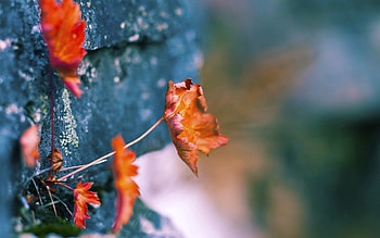 Leaves, Macro, Wall, Dry HD wallpaper