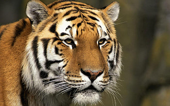 Animals, Muzzle, Striped, Predator, Big Cat, Tiger HD wallpaper