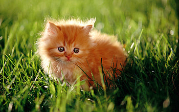 Animals, Grass, Fluffy, Kitty, Kitten, Sunlight HD wallpaper