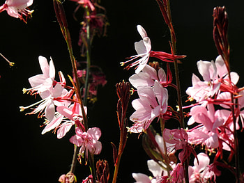 Pink Petals, Flowers, Summer, Nature, Pink, graphy HD wallpaper