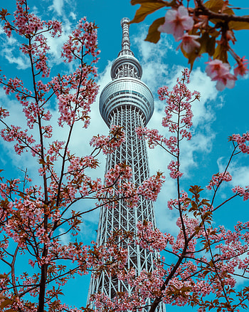 Cities, Flowers, Bloom, Flowering, Tower HD phone wallpaper