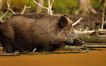 Animals, Mud, Dirt, Large, Big, Boar HD wallpaper