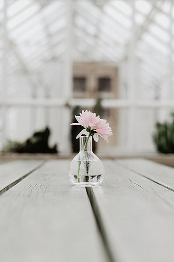 Flowers, Pink, Flower, Glass, Vase HD phone wallpaper