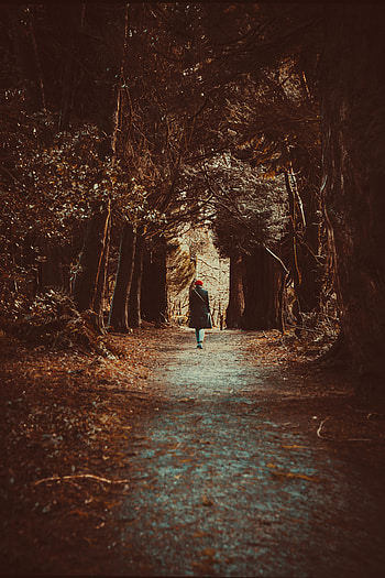 Nature, Trees, Autumn, Forest, Stroll, Loneliness HD phone wallpaper