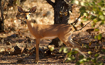 Animals, Trees, Grass, Pygmy Antelope, Dwarf Antelope, Stenbock, Stenbok HD wallpaper