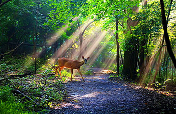 Crossing lights, rays, crossing road, sunlight, deer, trees, forest, greem HD wallpaper
