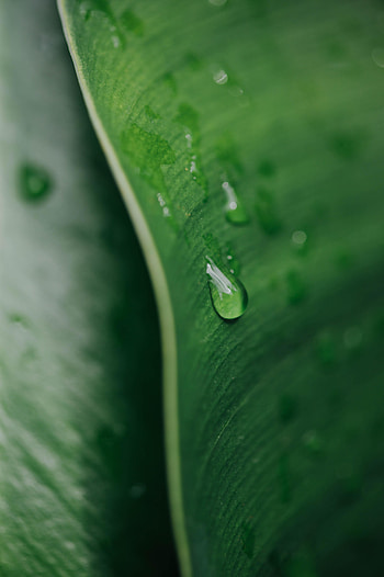 Macro, Sheet, Leaf, Drop HD phone wallpaper