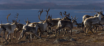 Caribou , High-quality , resolution, Animal graphs HD wallpaper