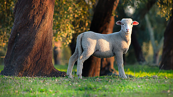 Sheep Lamb Is Standing On Grass In Trees Trunk Background Lamb HD wallpaper