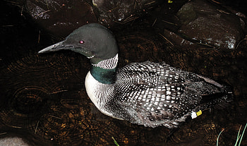 Burgess common loon, Wetlands international HD wallpaper