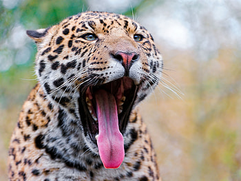 Animals, Jaguar, Grin, Muzzle, Big Cat, To Fall, Mouth, Language, Tongue HD wallpaper