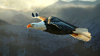 Bald Eagle, Powerful flyer, Soaring high, Eagle HD wallpaper