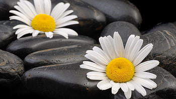Plants, Flowers, Background, Stones, Camomile HD wallpaper