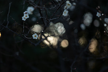 Flowers, Macro, Branches, Bloom, Flowering HD wallpaper