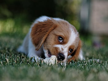 Cute puppy chewing on a bone while lying on grassy lawn. Perfect pet portrait. HD wallpaper