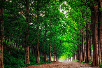 Metasequoia Road, green, trees, Korea, beautiful, grass, grove HD wallpaper