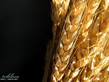 Plants, Wheat HD wallpaper