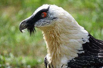Bearded Vulture, 30 facts bone, Eating bird, Bearded Vulture facts HD wallpaper