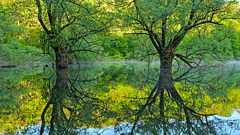 Willow Trees Lake Bret Bugey France, willow, bret, lake, bugey, trees, france HD wallpaper