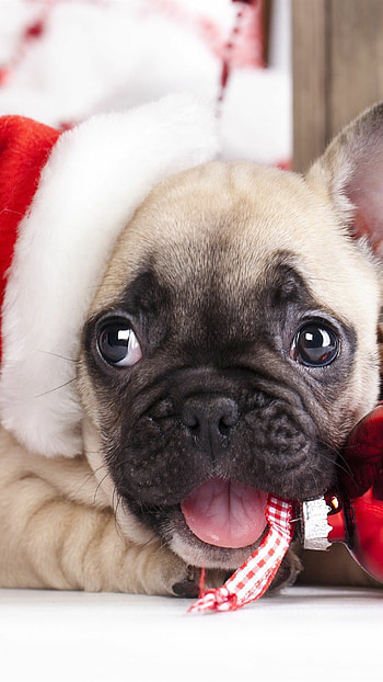 Bulldog, Christmas Bulldog , Expert HD phone wallpaper