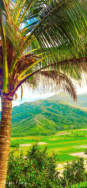 Taro Fields, Kauai HD phone wallpaper