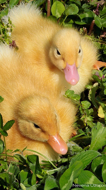 Duck, Baby Duck HD phone wallpaper