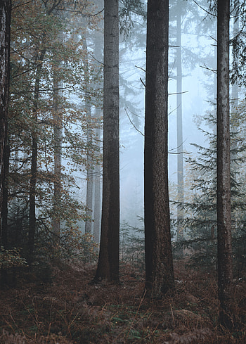 Nature, Trees, Autumn, Forest, Fog HD phone wallpaper