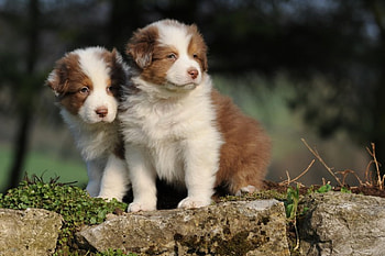 Dogs, dog, sweet, animal, cute, beautiful, puppys, puppy, pretty, animals, lovely HD wallpaper