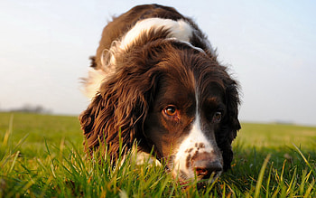Animals, Grass, Dog, Muzzle, Curly, Search HD wallpaper
