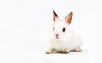 Animals, Background, Sit, Rabbit HD wallpaper