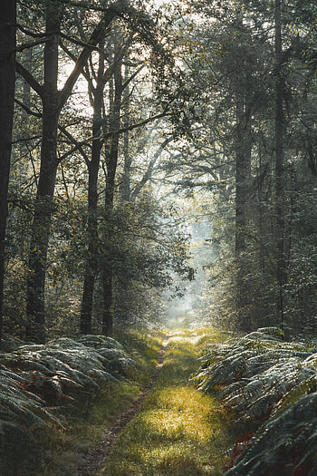 Nature, Trees, Grass, Bush, Branches, Alley HD phone wallpaper