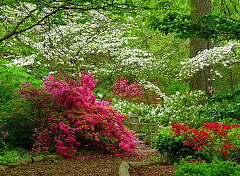 Rest place, place, relax, spring, nice, trees, greenery, bench, path, garden, bushes, beautiful, park, summer, rest, pretty, branches, nature, lovely, forest HD wallpaper