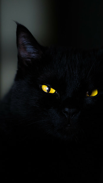 Black cat, Yellow eyes HD phone wallpaper