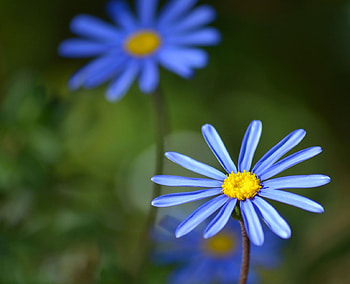 Blue Field Daisies, blue, felicia variety, pretty, field, daisy, yellow, flowers HD wallpaper
