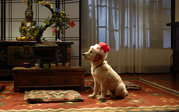 Christmas, Movie, Santa Buddies, Bonsai, Dog, Labrador Retriever, Santa Hat HD wallpaper