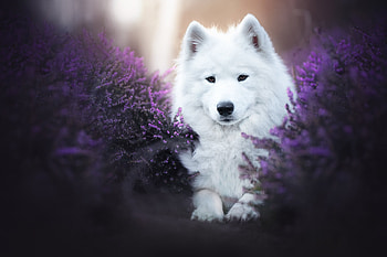 Samoyed, summer, dog, purple, white, flower, caine, vara HD wallpaper