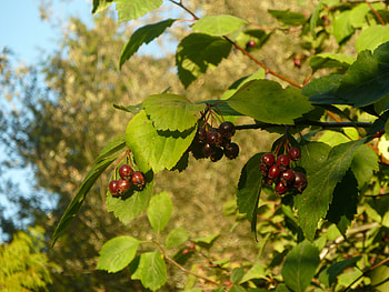 Hawthorn Berry Nature, Black Hawthorn, Crataegus Douglasii, Inaturalist HD wallpaper