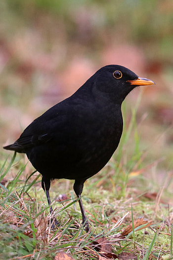 Common Blackbird, Michael Nordeman graphy, Blackbirdkoltrast, Bird species HD phone wallpaper